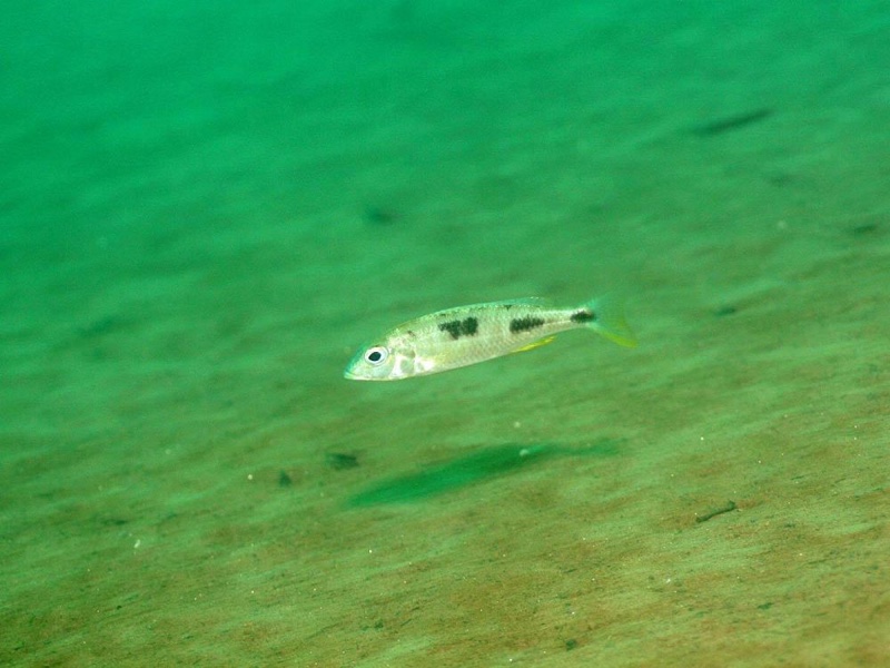 Otopharynx styrax 'Ntekete'